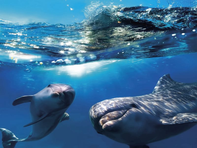 Фотошпалери Красиві дельфіни