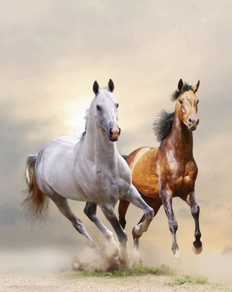Фотообои Быстрые лошади
