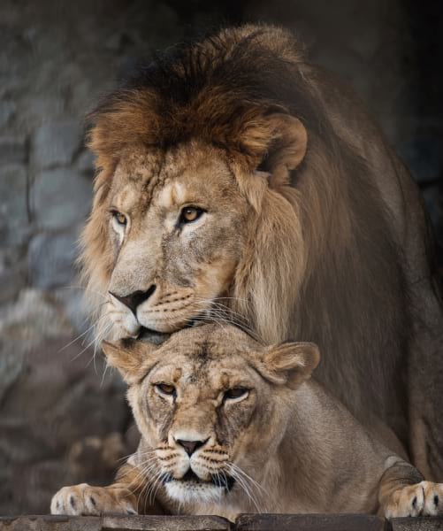 Фотообои Гордый лев и львица