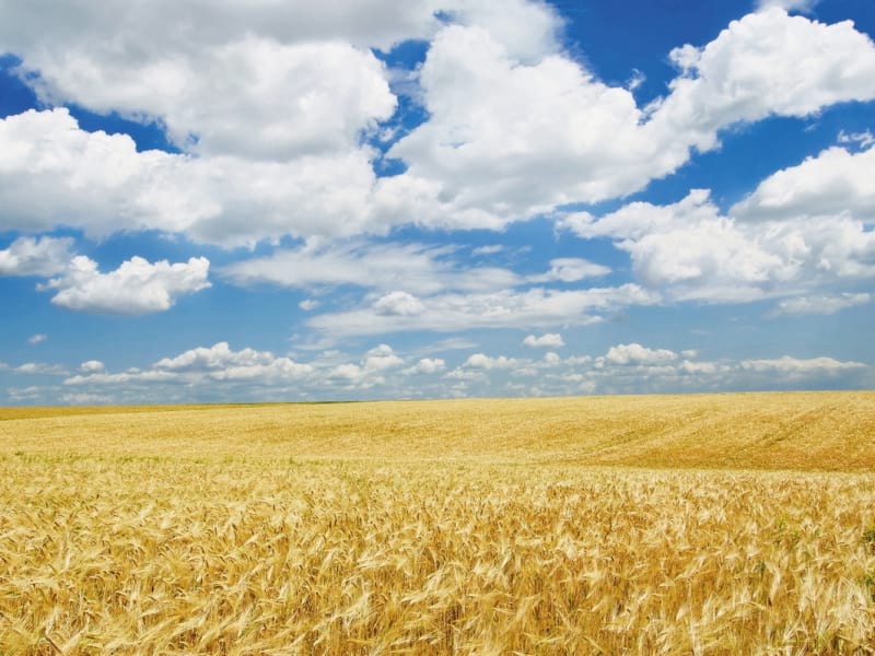 Фотообои Облака над пшеничным полем