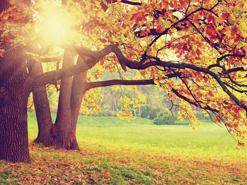 Фотошпалери Природа осінь