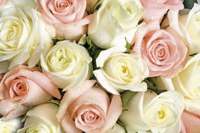 Фотошпалери Букет свіжих троянд