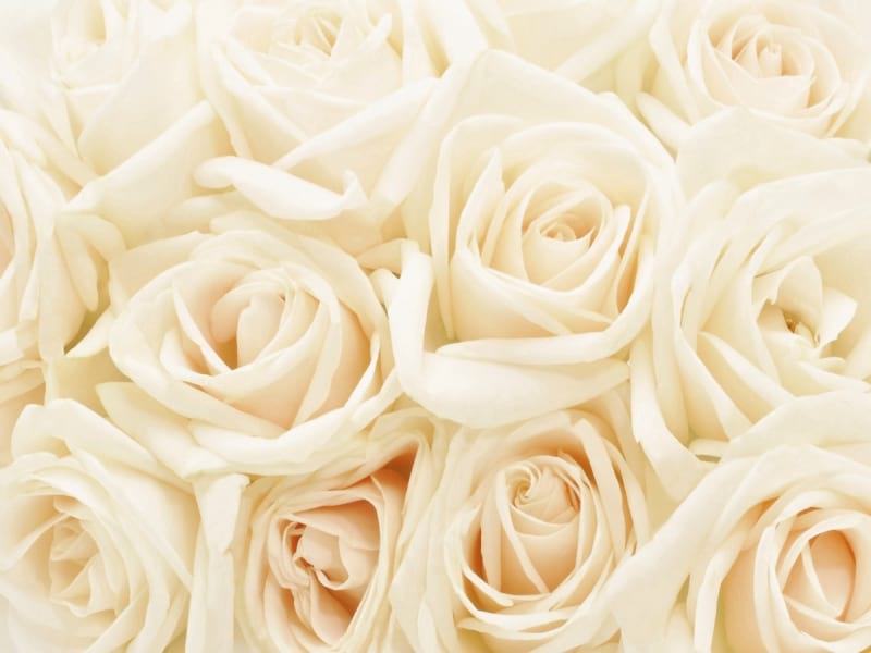 Фотошпалери Букет кремових троянд