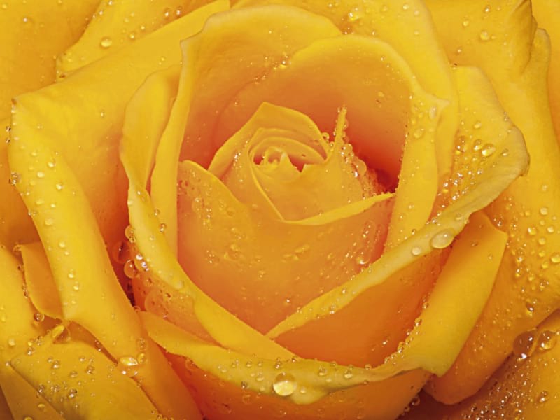 Фотообои Восхитительная роза