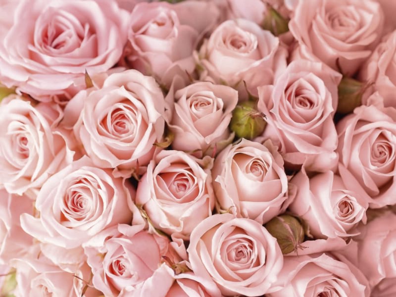 Фотошпалери Ніжні рожеві троянди
