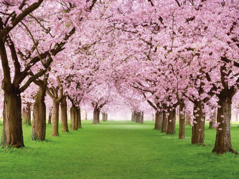 Фотообои Буйное цветение сакуры