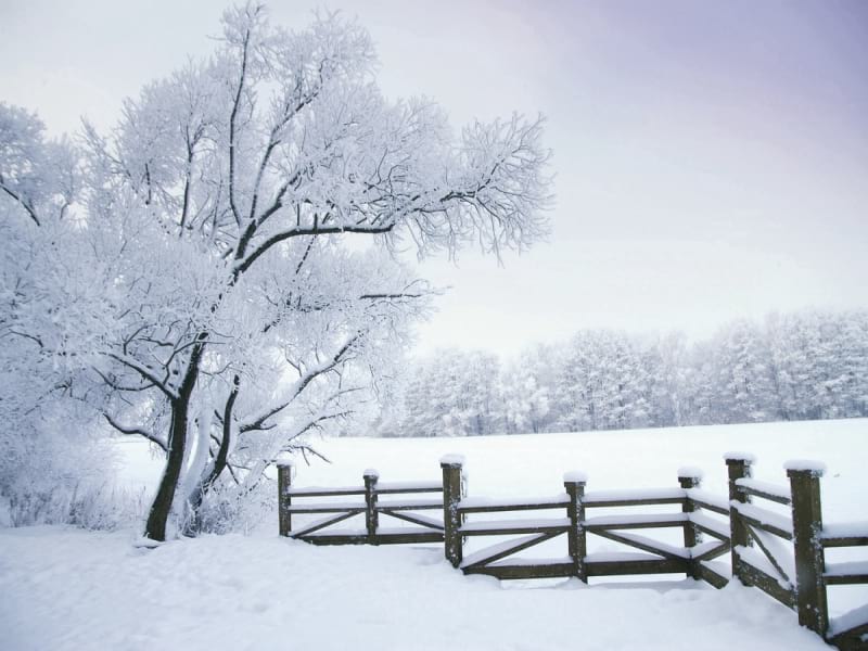 Фотообои Природа зимой