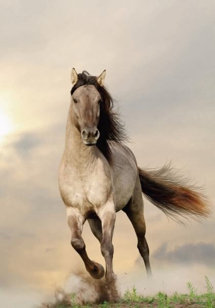 Фотообои Лошадь в движении