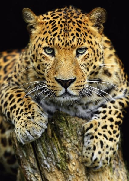 Фотошпалери Леопард на темному тлі