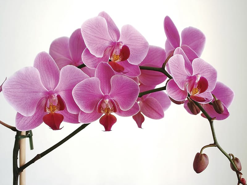 Фотошпалери Об'ємна орхідея