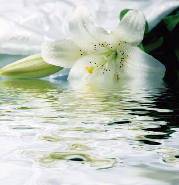 Фотообои Белая лилия в воде