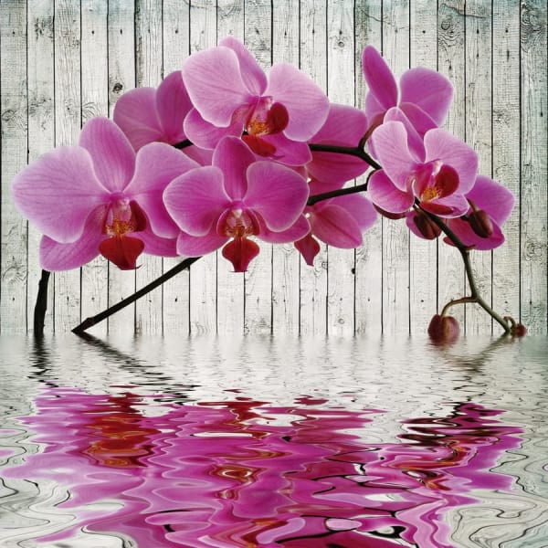 Фотошпалери Гілка пурпурової орхідеї