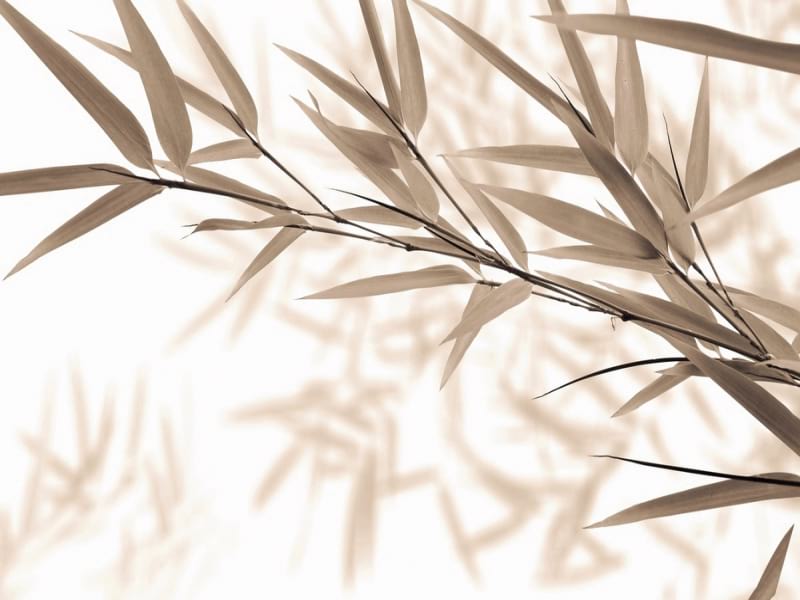 Фотообои Лёгкие листья бамбука
