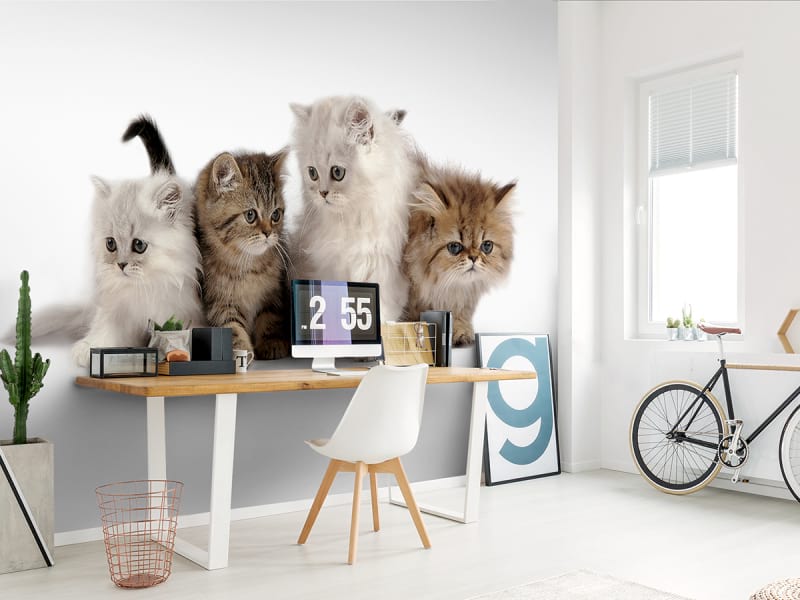 Фотошпалери Пухнасті кошенята в інтер'єрі офісу