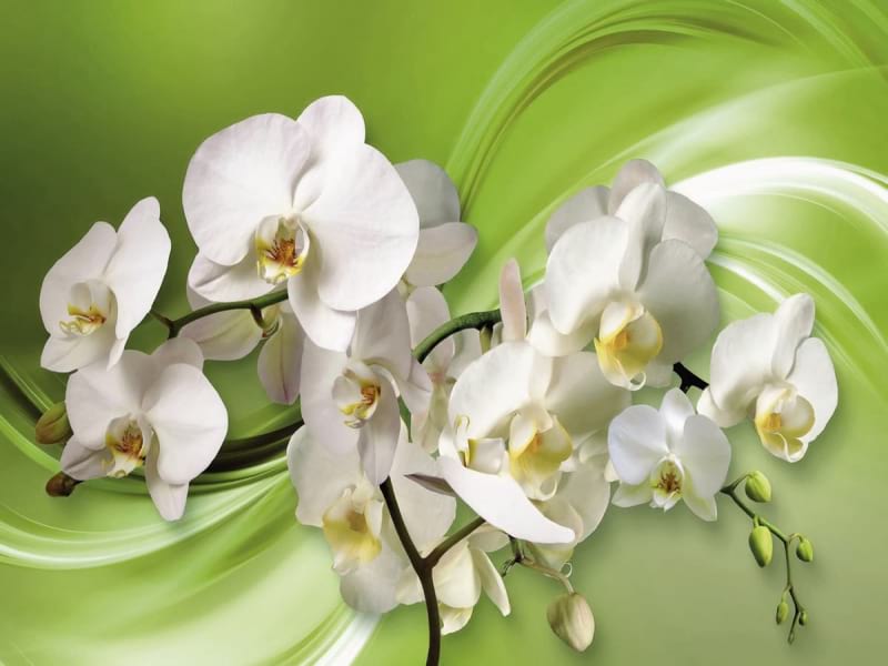 Фотообои Орхидеи на зелёном фоне