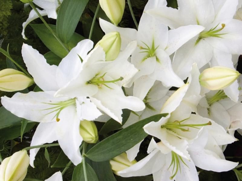 Букет Белые лилии