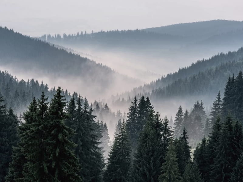 Фотообои Туман в холмистом лесу