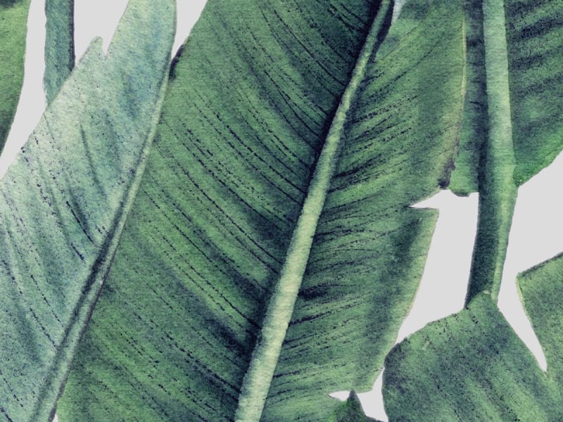 Фотообои Тропическая листва фрагмент #1