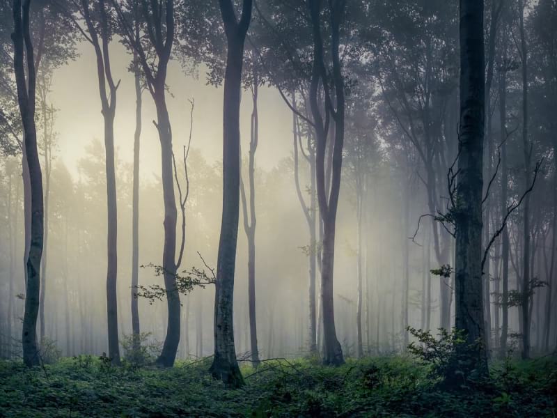 Фотошпалери Ліс у тумані