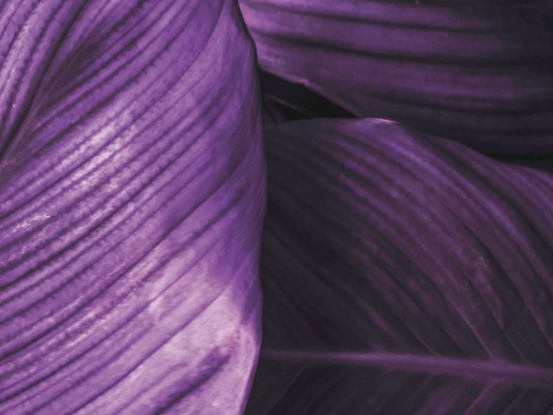 Фотошпалери Фіолетове листя фрагмент # 1
