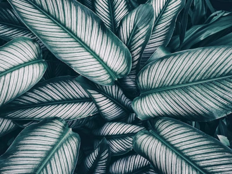 Фотошпалери Зелено-біле листя