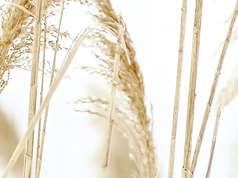 Фотошпалери Колоски пшениці фрагмент # 1