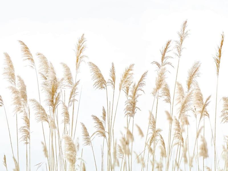 Фотошпалери Колоски пшениці