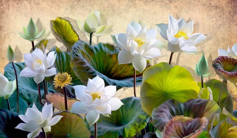 Фотообои Цветение лотоса