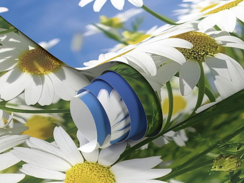 Фотообои Светлые ромашки фрагмент #1