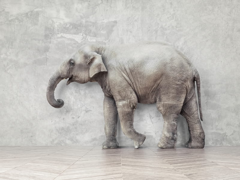 Фотообои Индийский слон 3Д
