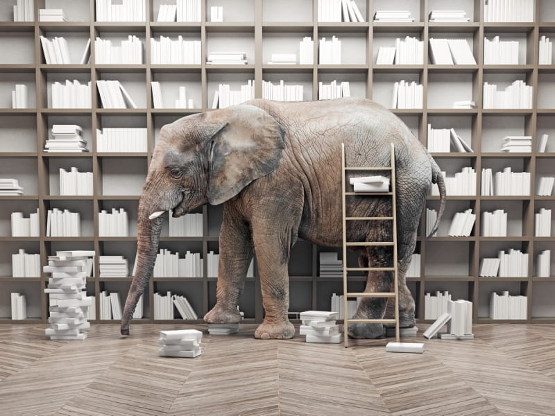 Фотообои Слон в комнате 3Д