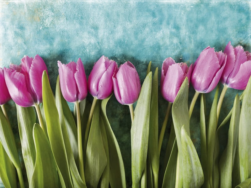 Фотообои Сиреневые тюльпаны