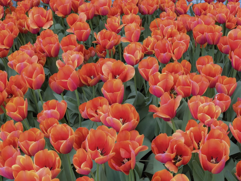 Фотошпалери Поле червоних тюльпанів