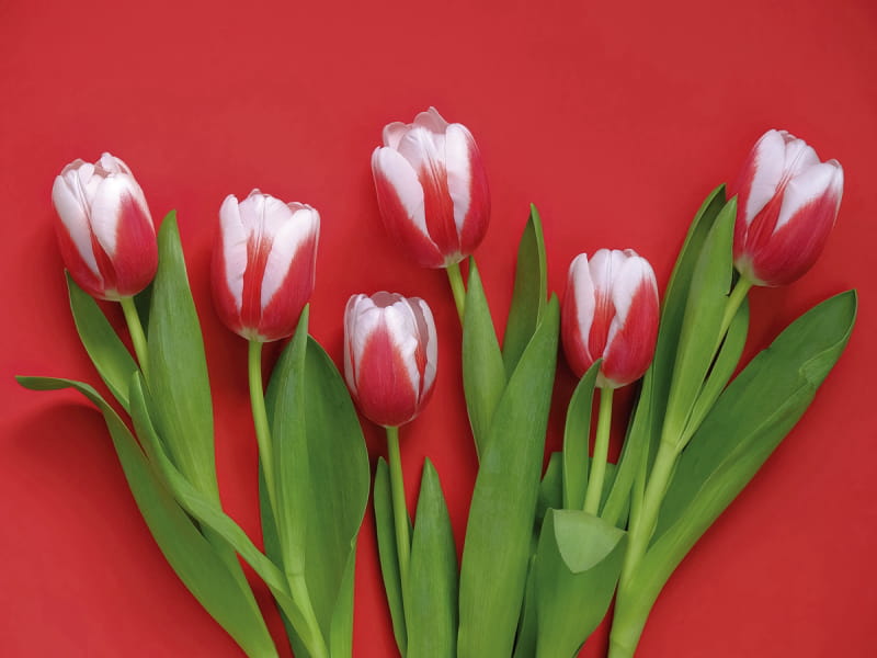 Фотообои Голландские тюльпаны