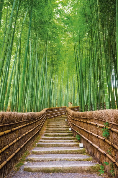 Фотообои Бамбуковый лес в Киото
