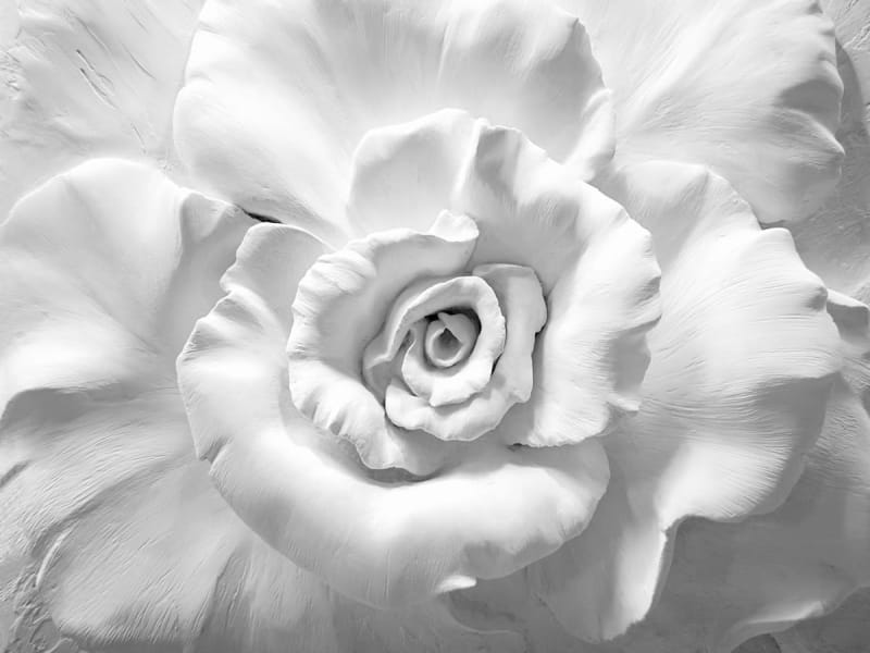 Фотообои Белая роза 3Д