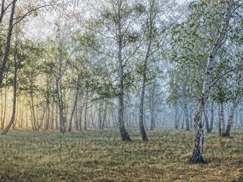 Фотообои Туман в березовом лесу