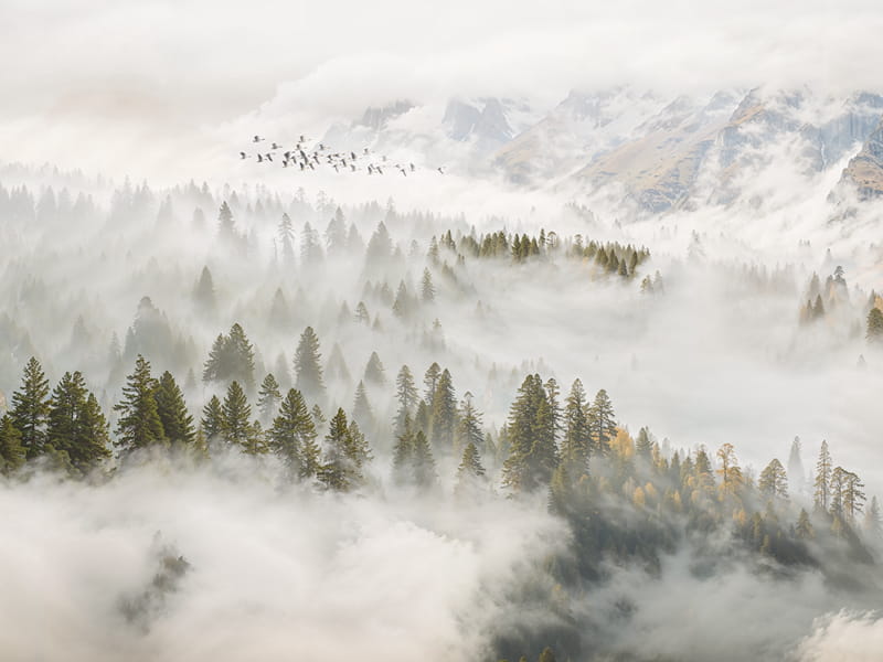 Фотошпалери Туманний лісовий пейзаж