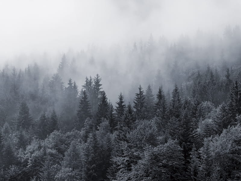 Фотошпалери Синій туманний ліс