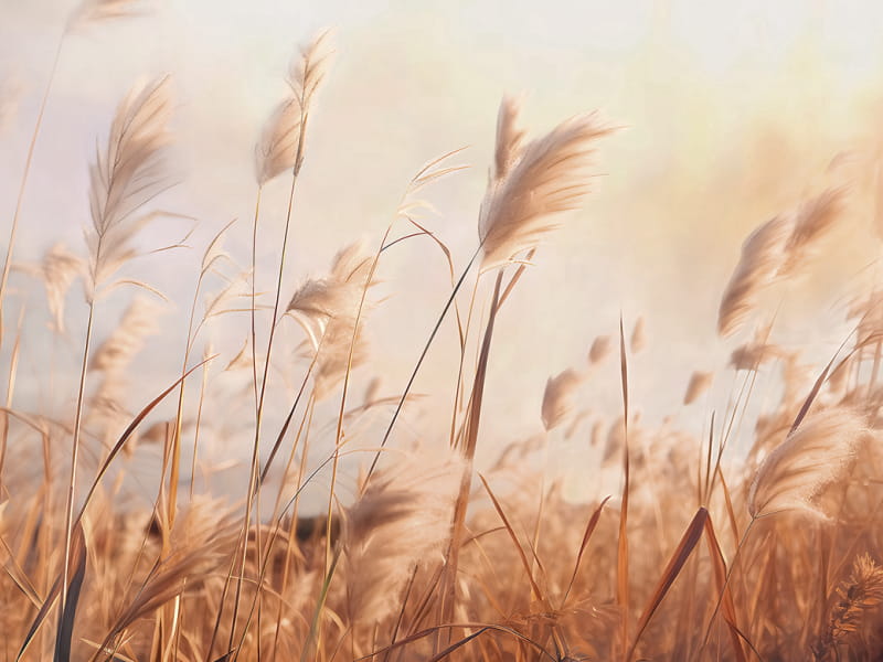 Фотообои Солнечные колоски