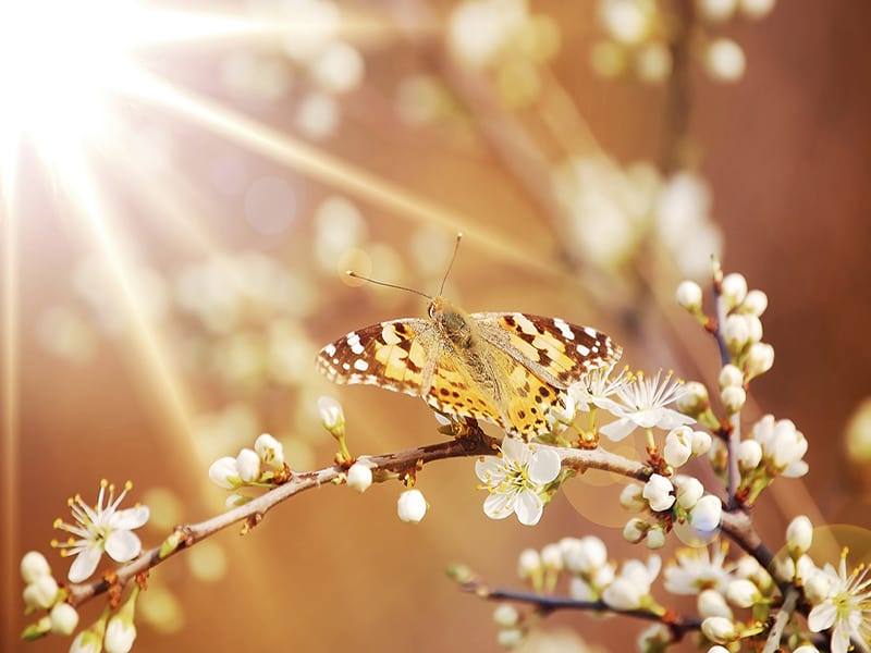 Фотошпалери Метелик на квітучій гілці