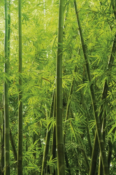 Фотошпалери Непрохідний бамбуковий ліс