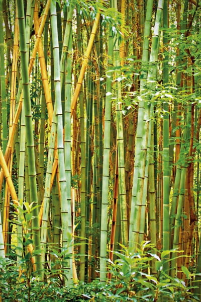Фотообои Высокий бамбуковый лес