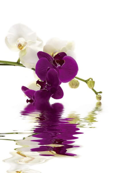 Фотошпалери Чудові орхідеї у воді