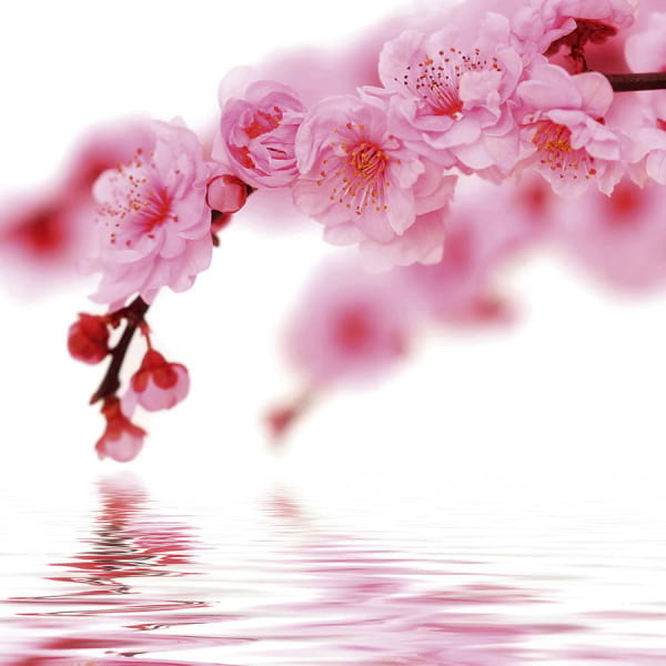 Фотообои Цветущая сакура