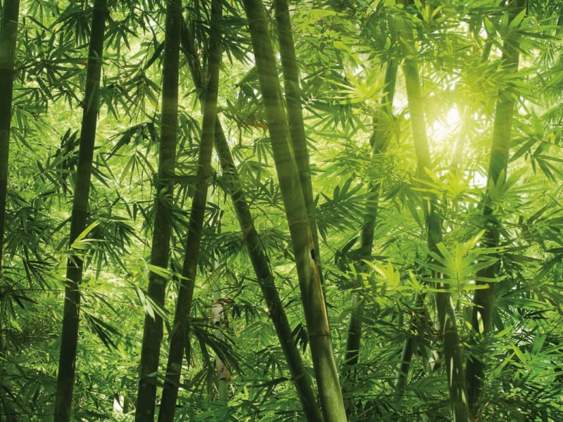 Фотошпалери Ранок у бамбуковому лісі
