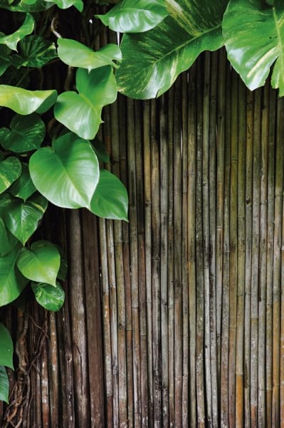 Фотообои Сочные листья и бамбук