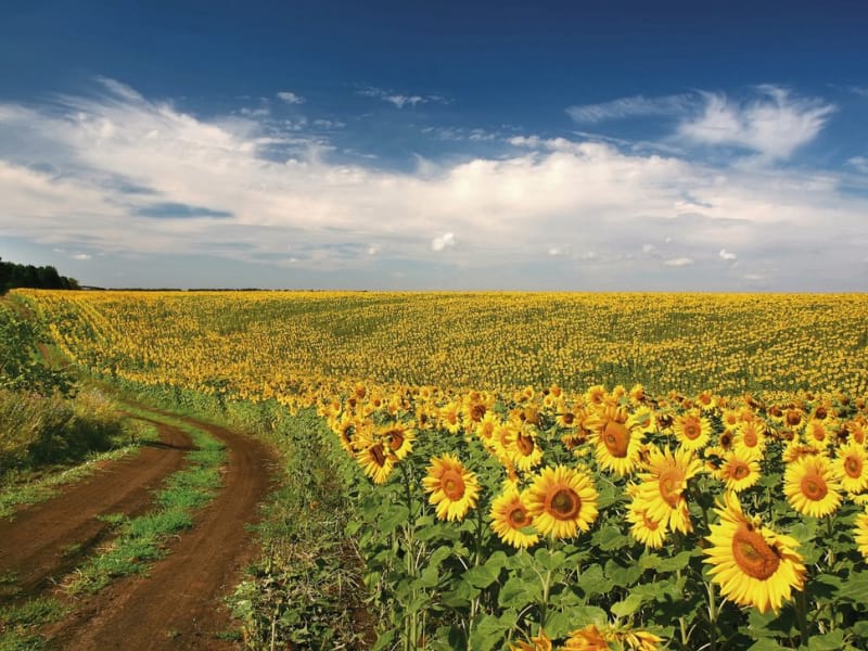Фотошпалери Поле соняшників