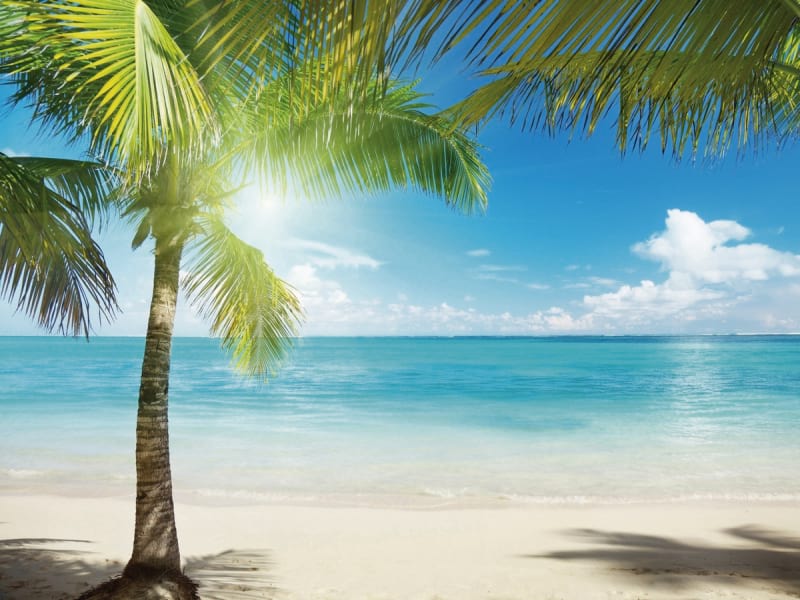 Фотообои Пляж и пальма