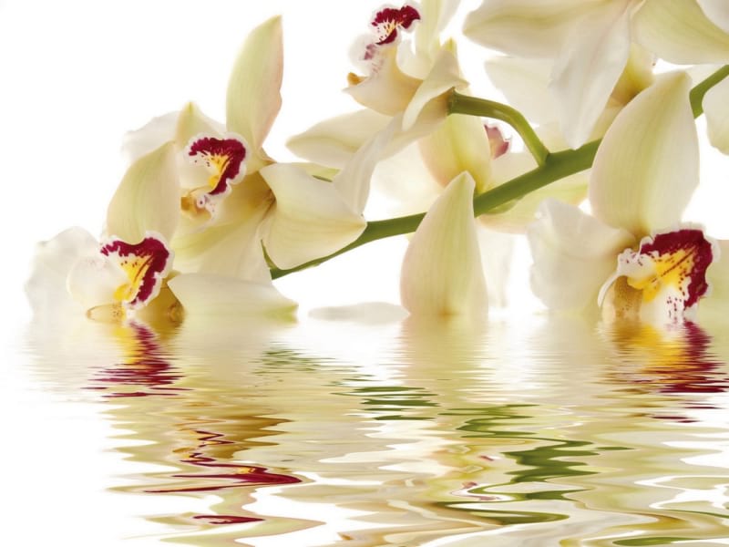 Фотообои Цветы в воде